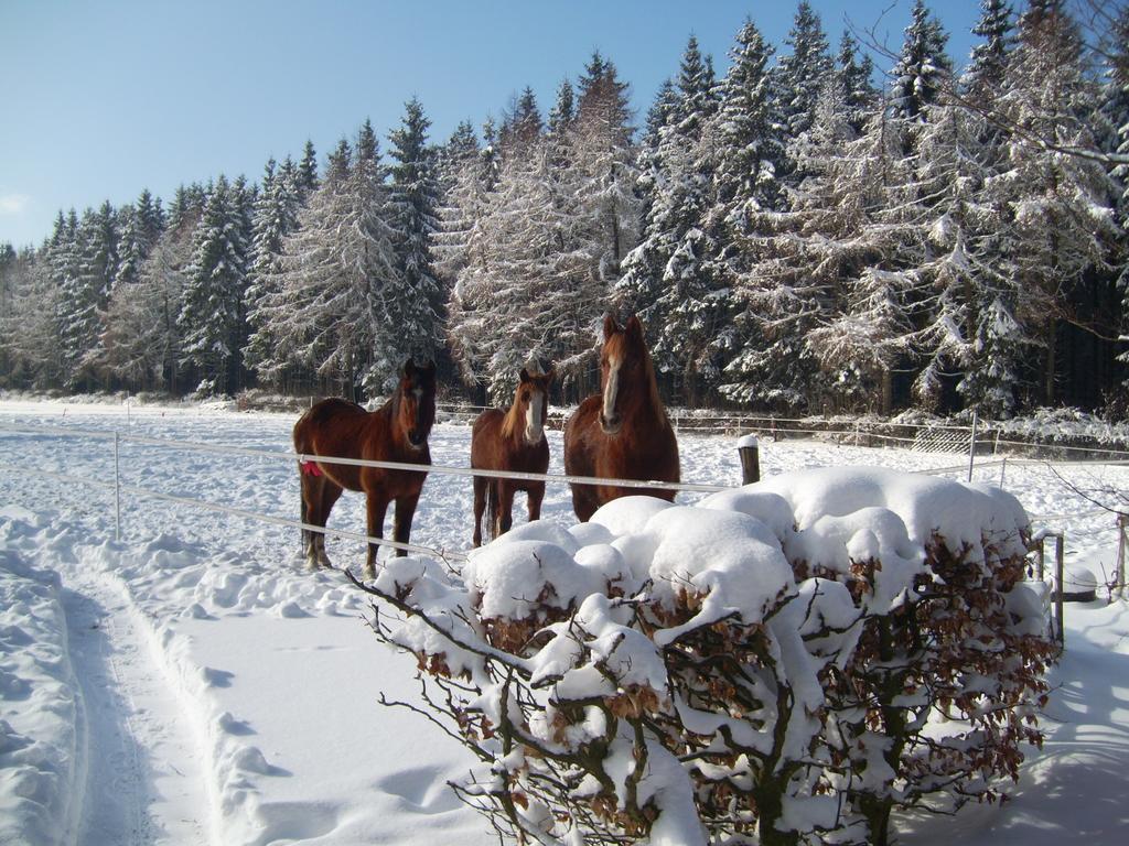 هيلينثال Farm Stay Heidehof المظهر الخارجي الصورة